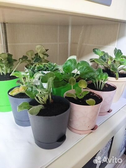 Коллекция фиалок