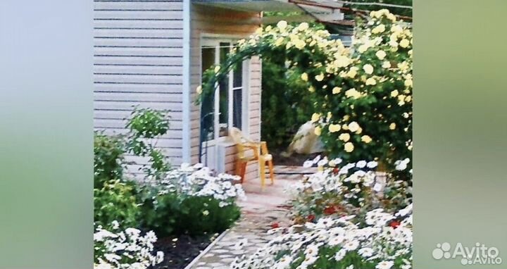 Ромашка садовая,белая