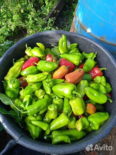 Перец домашний