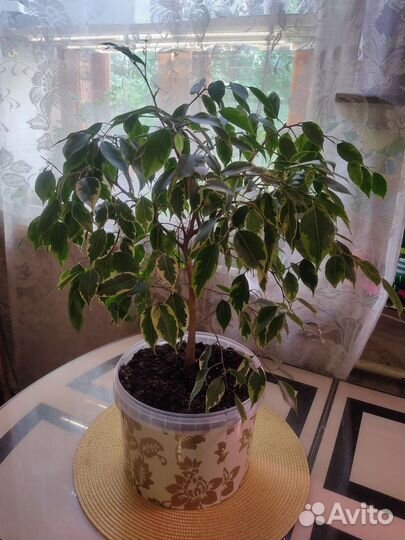 Комнатные цветы