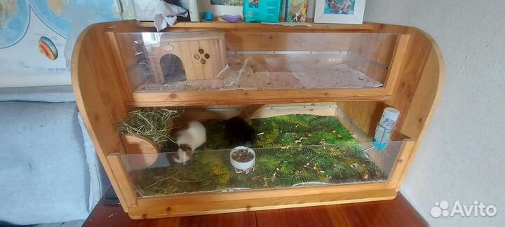 Морские свинки тедди