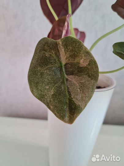 Алоказия ред секрет / медная вар