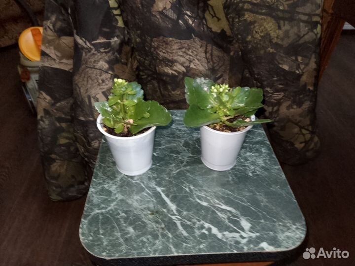 Каланхоэ цветущий