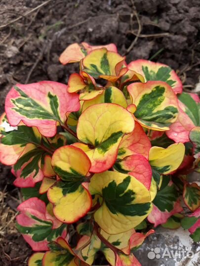 Самшит и другие