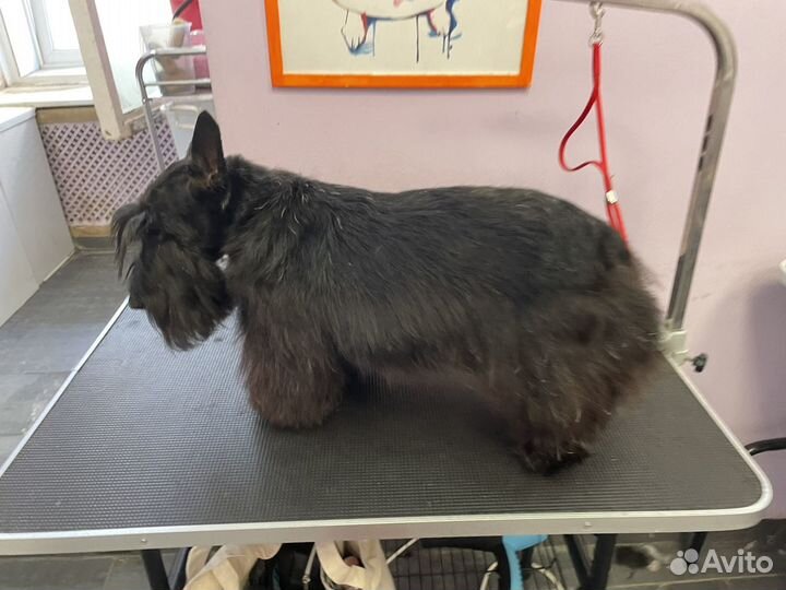 Грумер собак и кошек