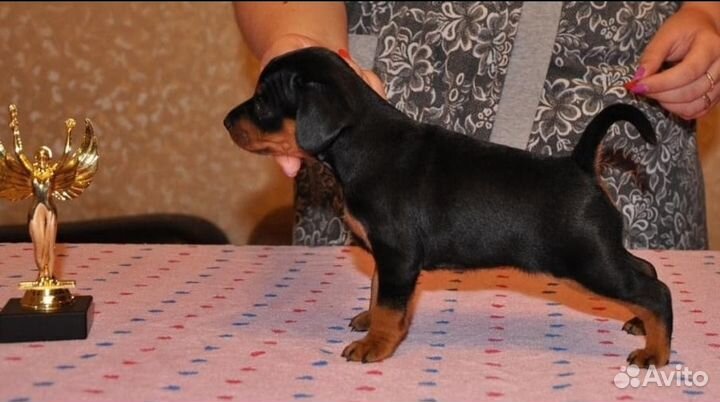 Кобель цвергпинчера для вязки