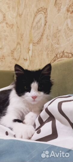 Котенок