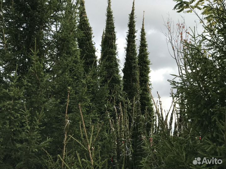 Крупномерные Ели из питомника
