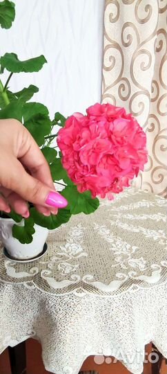 Герань пеларгония