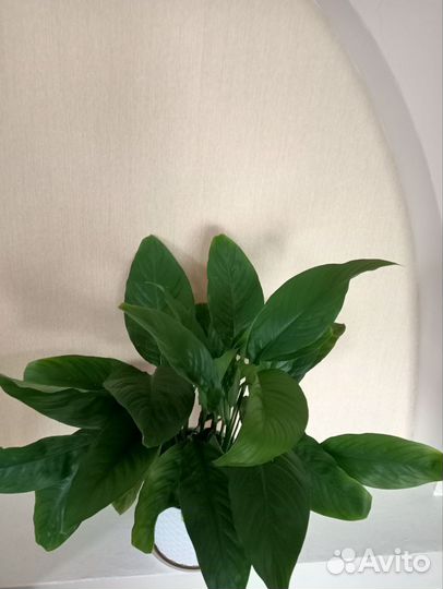 Комнатные растения цветущие