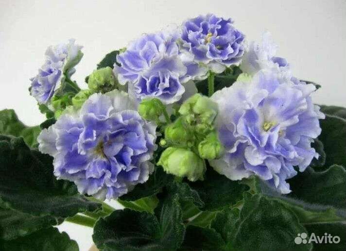 Излишки Листики, стартеры, фиалки