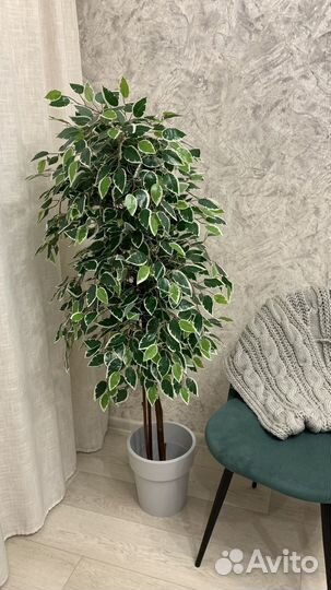 Викус бенжамина искусственный