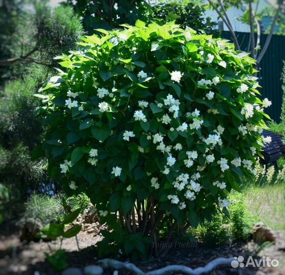 Многолетние растения для вашего сада