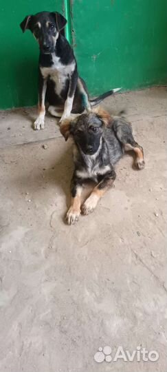 Девочка подросток