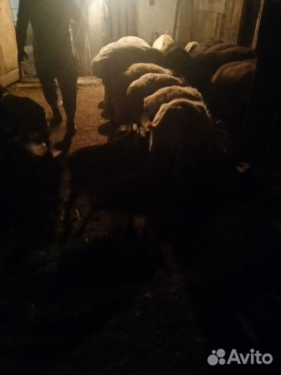 Курдючные бараны овцы
