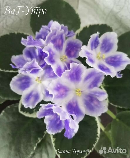 Фиалка укорененный лист