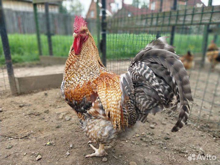 Амераукана билефельдер, синь синь дянь