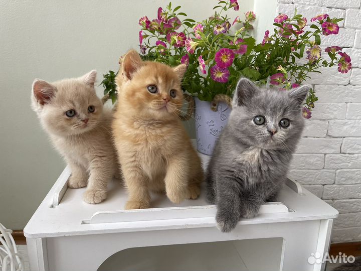 Британская