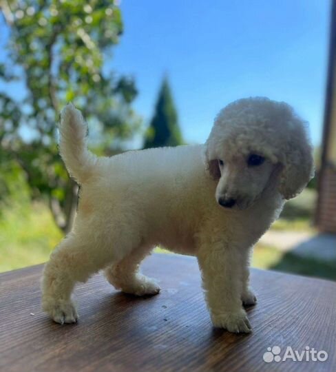 Щенки большого королевского пуделя