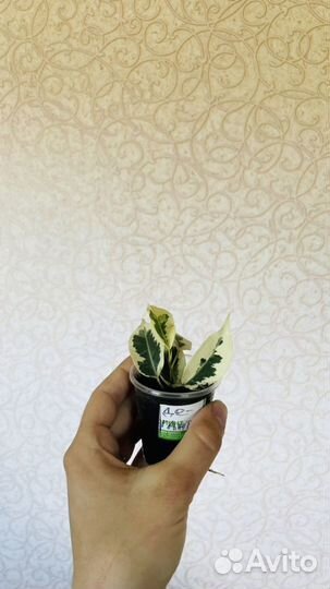 Фикус бенджамина