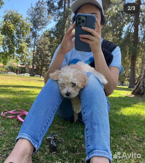 Крем мальтипу Тиночка