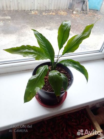 Спатифиллум