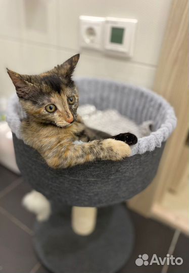 Котенок-девочка в добрые руки