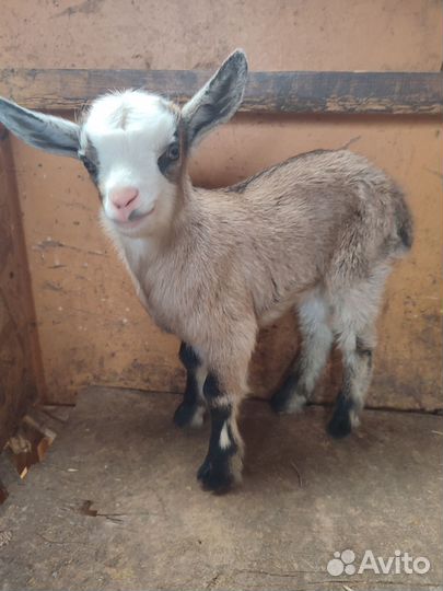 Камерунские козочки