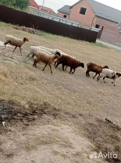 Овцы бараны
