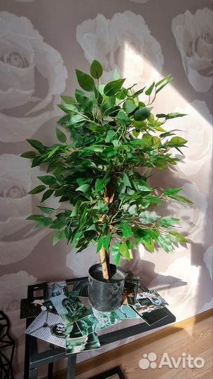 Фикус декоративный