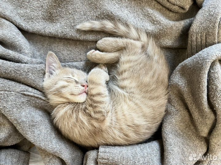 Ласковый котенок мальчик в добрые руки