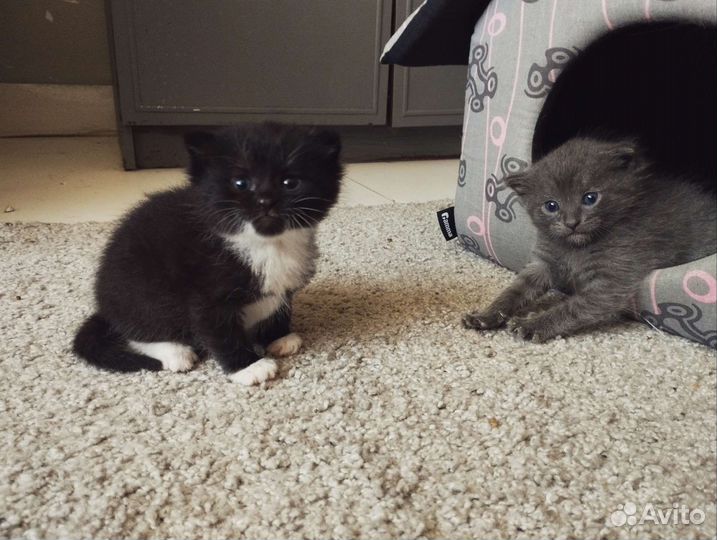 Котята в добрые руки бесплатно