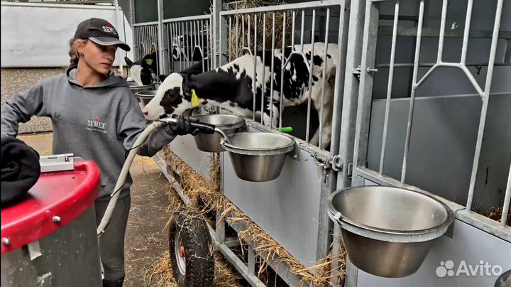 Телята для откорма