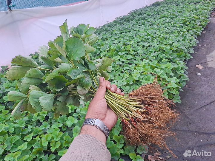 Рассада клубники. Крупная ягода