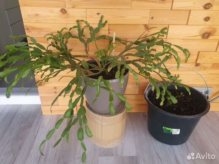 Декабрист (шлюмбергера)