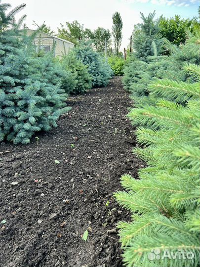 Ель голубая