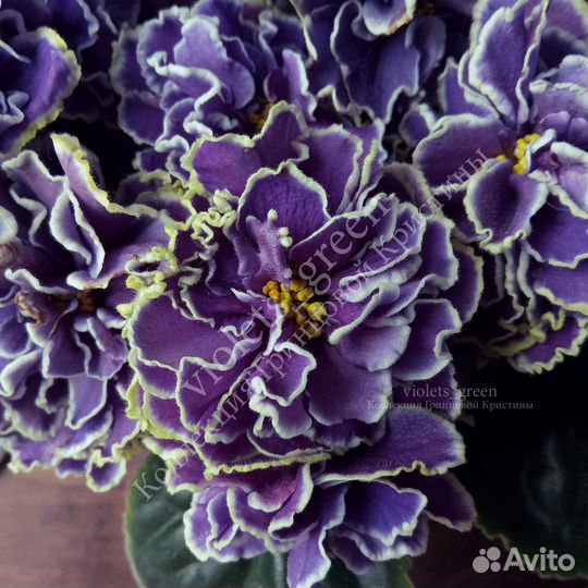 Фиалки сортовые селекции Фиалковода