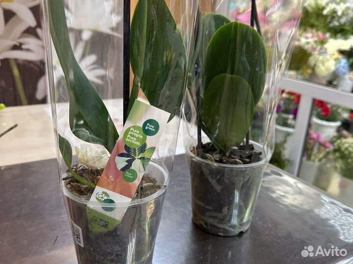 Орхидея фаленопсис