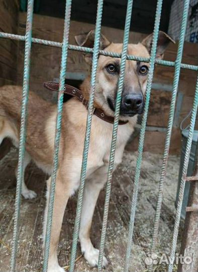 Мелкого Бивиса сдали в приют