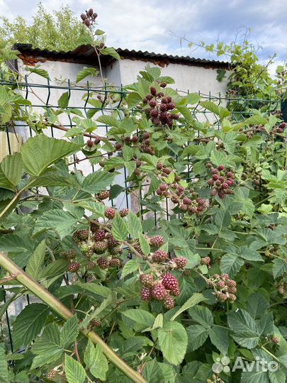 Ежевика саженцы