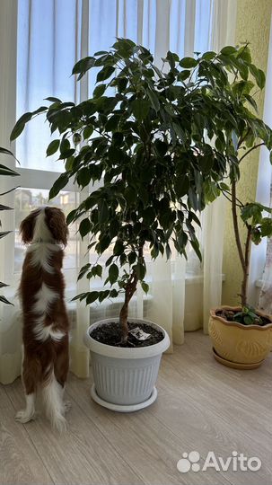 Фикус бенджамина большой