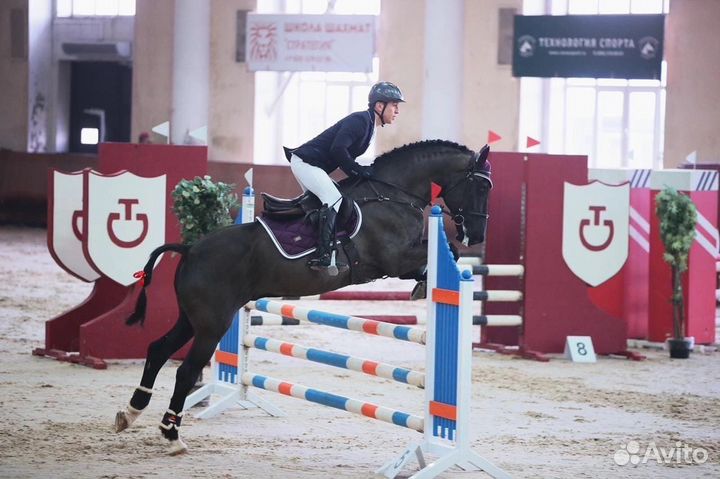 Блэк Кинг мерин в спорт