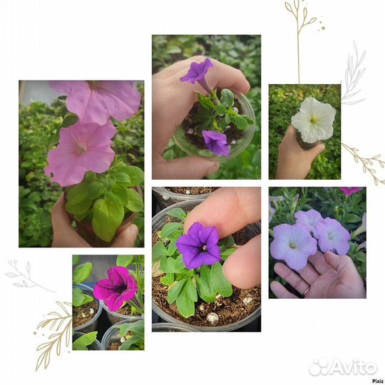 Петуния в горшочках
