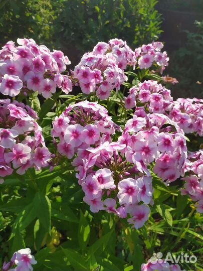 Флоксы сортовые