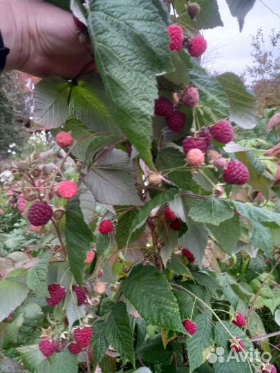 Малина ремонтантная Жар Птица