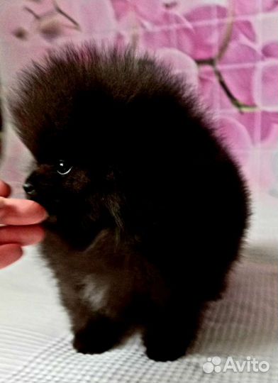 Померанский шпиц кобель вязка