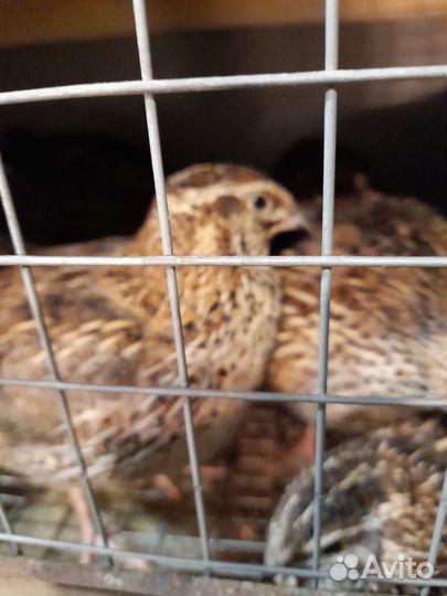 Перепела продажа