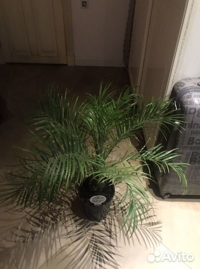 Финик Робелена, финиковая пальма