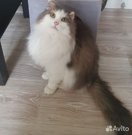 Нужен дом и заботливый хозяин для кота Захара