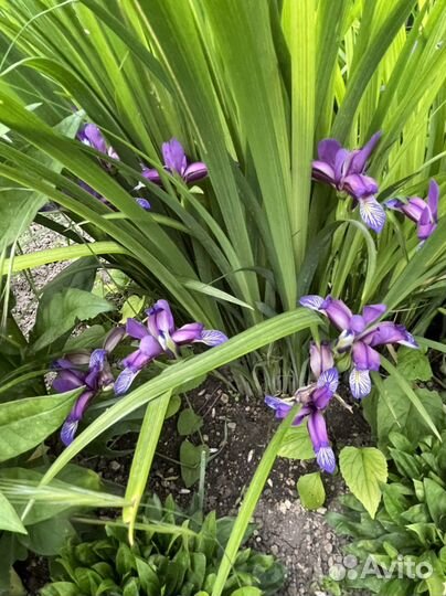 Ирис ноготковый